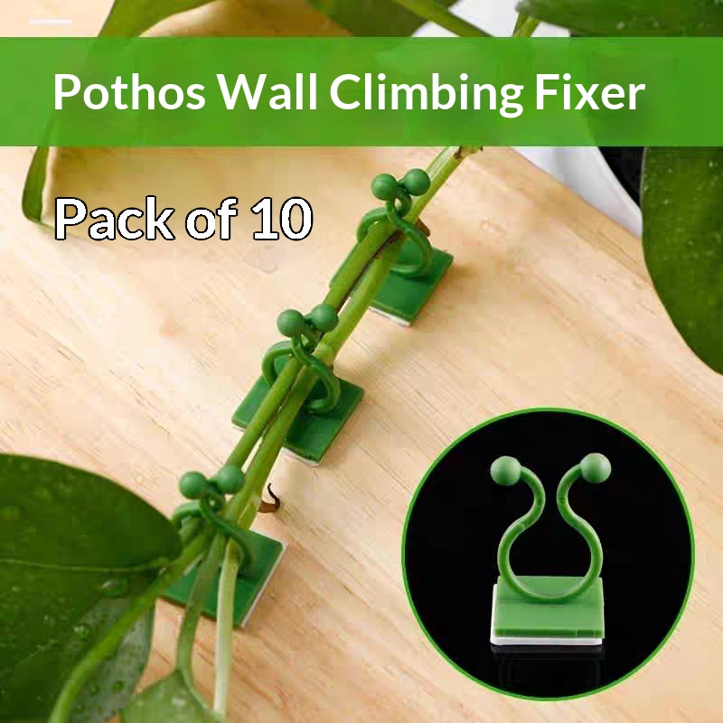 Klip Perekat Tanaman Merambat  - Vine Climbing Plastic ulasan dan harga